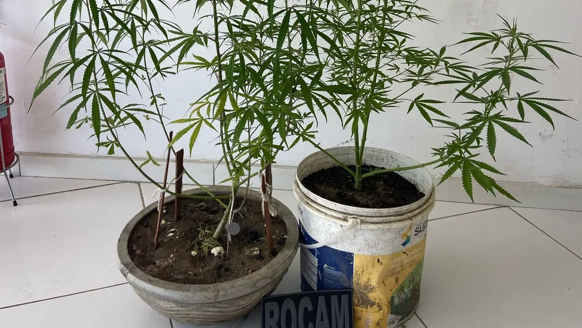 ROCAM apreende pés de maconha com jovem de 19 anos em Parnamirim