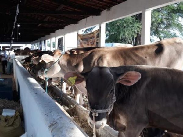 Caicó se prepara para a 52ª Expo Seridó, com programação agropecuária e shows gratuitos