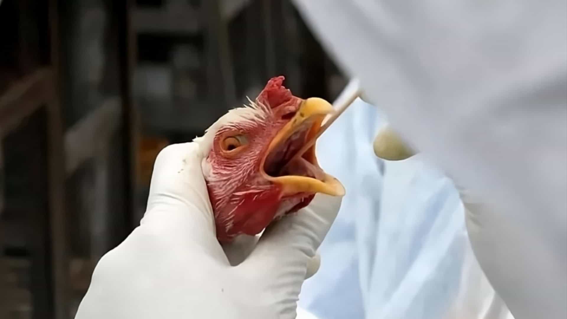 Após caso de gripe aviária no RS, Idiarn intensifica ações preventivas no RN