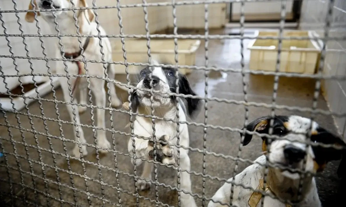 Feira MeAudote promove adoção de cães e vacinação antirrábica gratuita neste domingo (25) em Nova Parnamirim