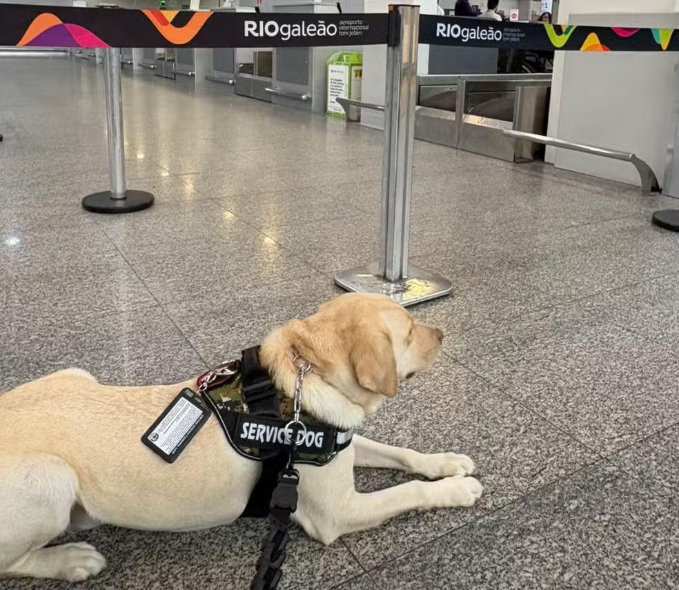 TAP impede cão de serviço de embarcar para Portugal e família denuncia descumprimento de ordem judicial TAP impede cão de serviço de embarcar para Portugal e família denuncia descumprimento de ordem judicial