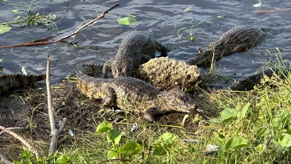 Prefeitura Maxaranguape desiste de remover jacarés de lagoa em Maracajaú e anuncia medidas de contenção