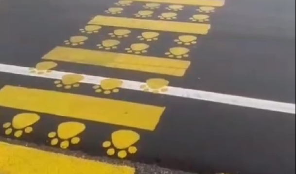 Acari implanta faixa de pedestres exclusivas para animais e reforça a consciência no trânsito