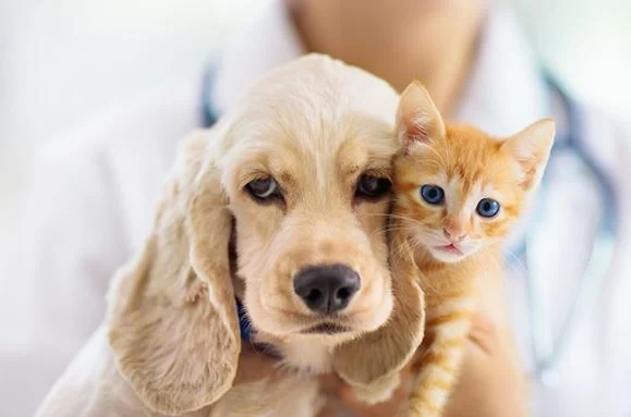 Nova lei criminaliza tatuagens e piercings em cães e gatos por fins estéticos no Brasil