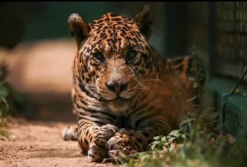 Morre Sansão, onça-pintada mais velha do mundo sob cuidados humanos
