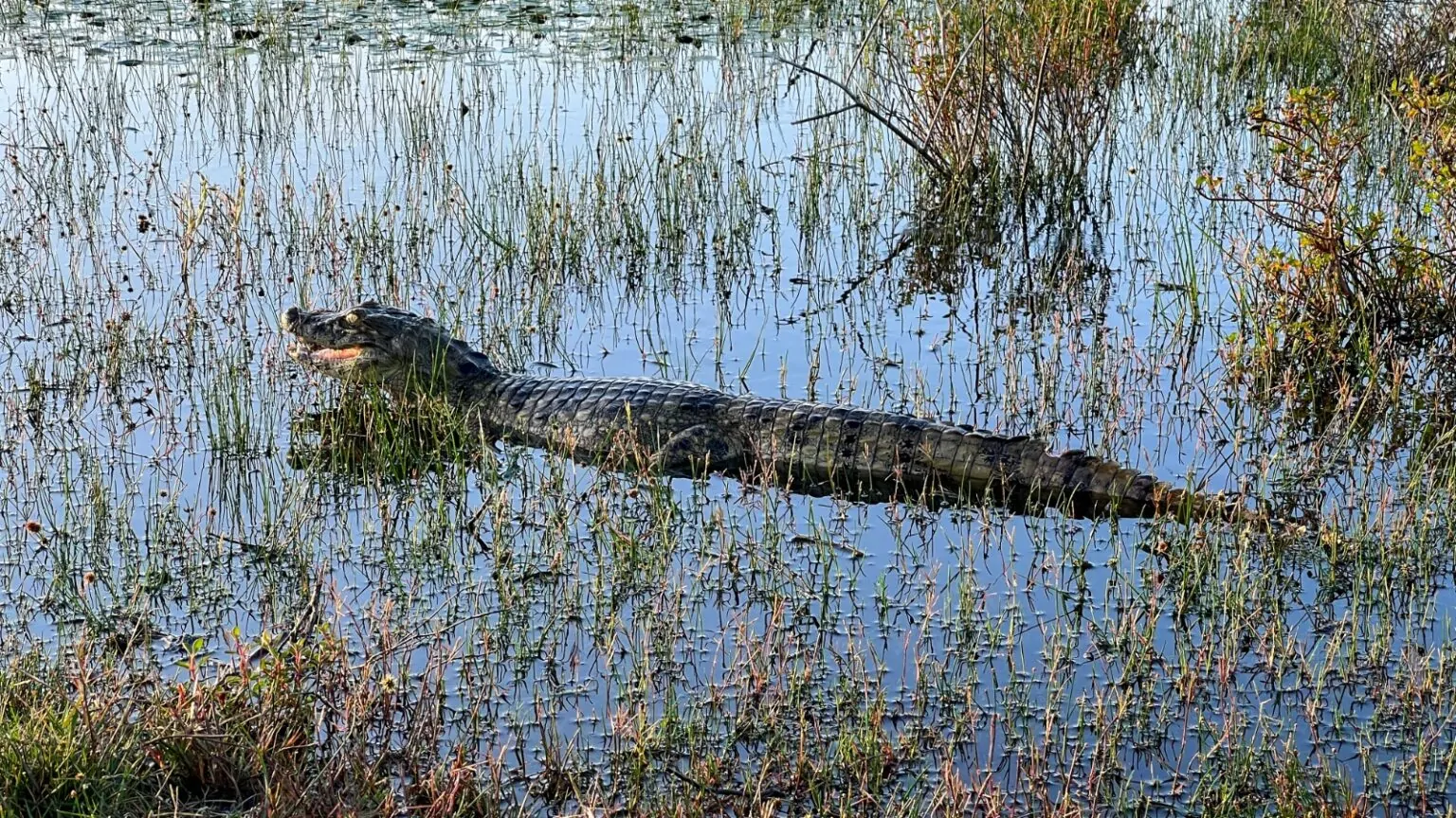 Cinco jacarés são capturados em área urbana de Maracajaú e realocados para ambientes naturais