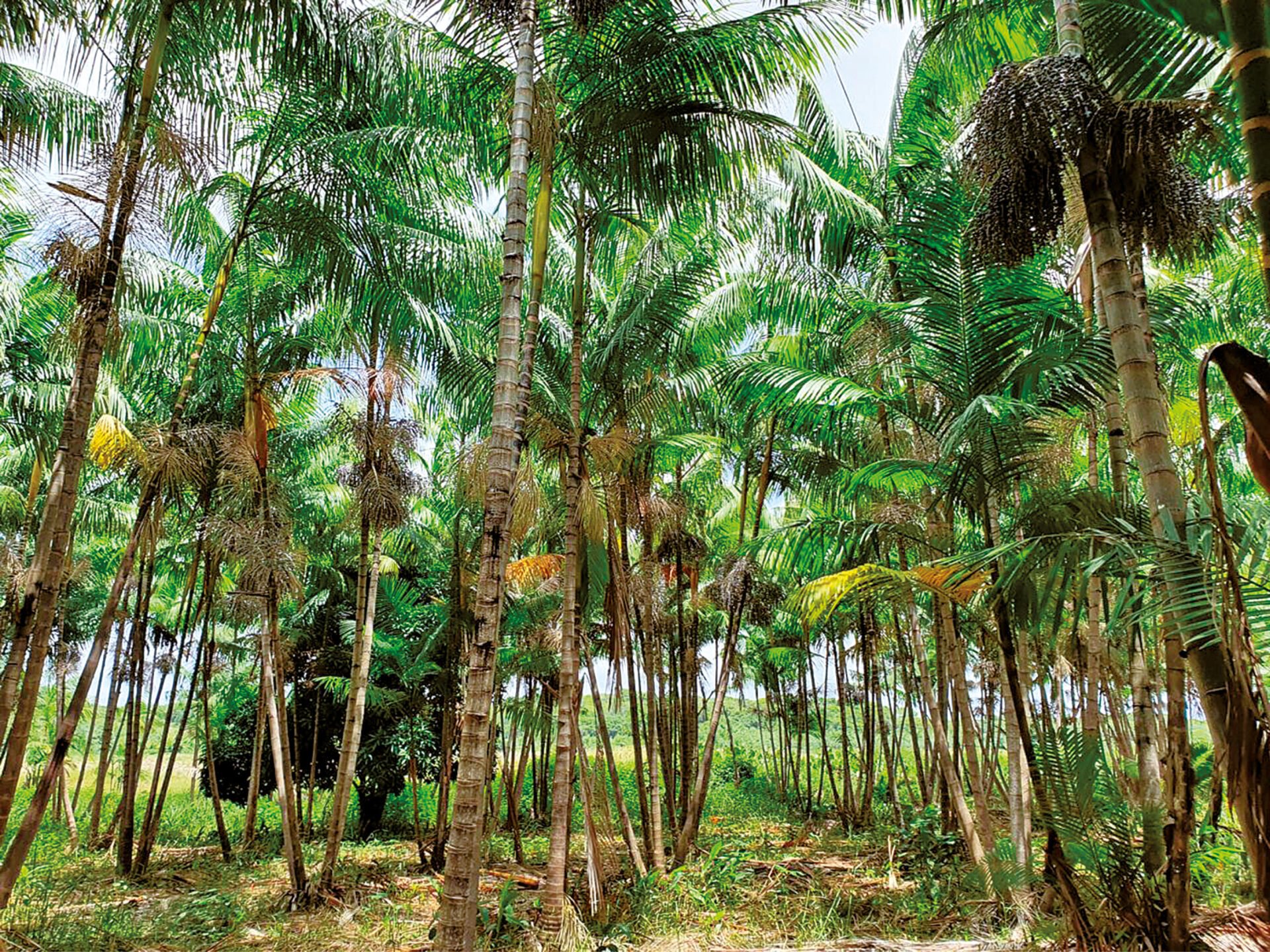 Pioneira Agrícola transforma o cenário do agronegócio potiguar com cultivo e exportação de açaí