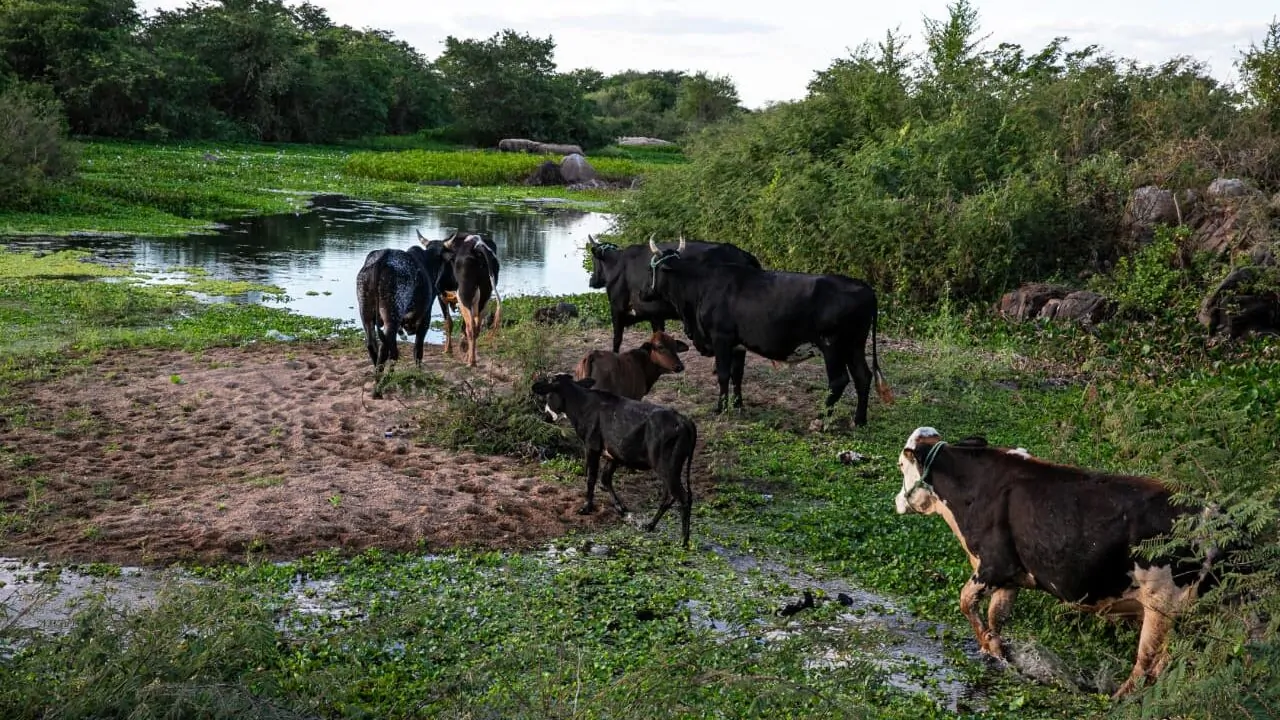 Governo do RN decreta situação de emergência por seca em 147 municípios