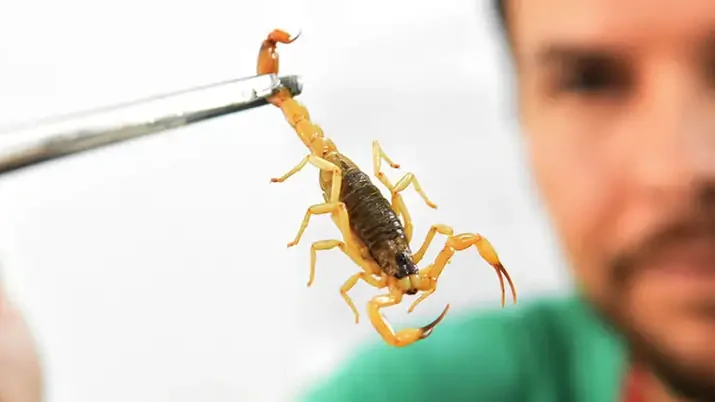 Brasil registra aumento nas mortes por picadas de escorpião em 2025 e especialistas alertam para prevenção
